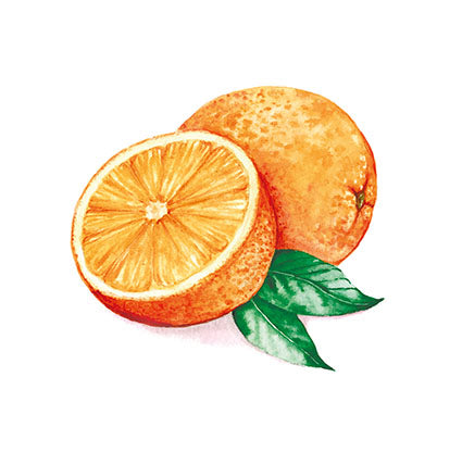 Fruit illustration